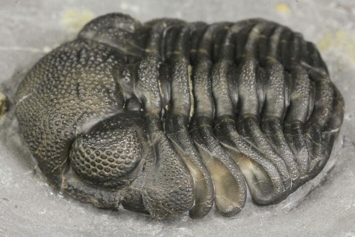 Eldredgeops Trilobite Fossil - New York #164428